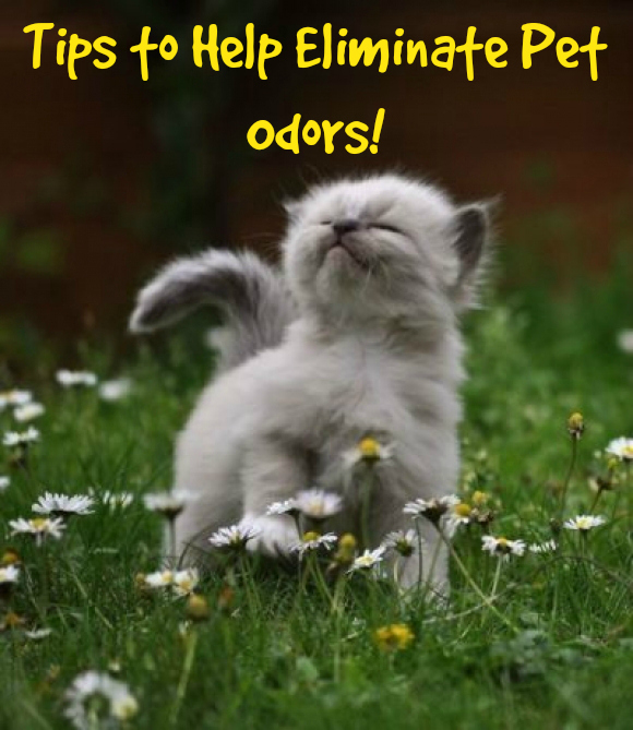 Tips to Help Eliminate Pet Odors!